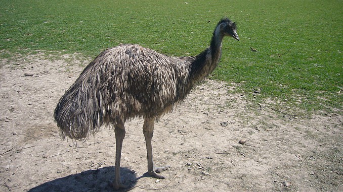 Emú