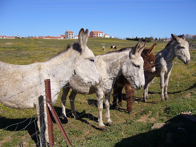 Familia de burros