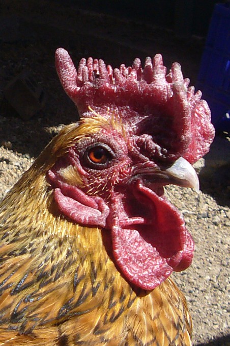 Gallina siciliana