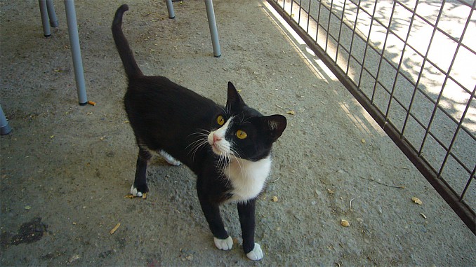 Gatillo callejero