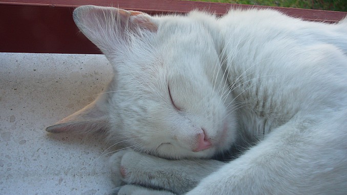 Gato callejero dormido