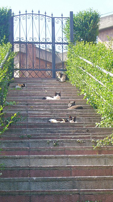 Gatos al sol