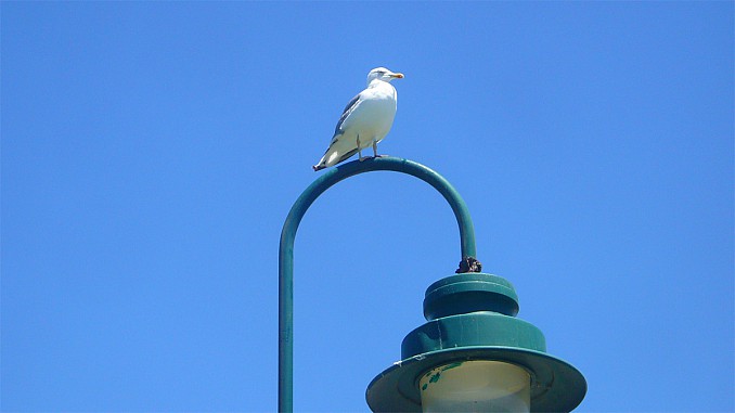 Gaviota sobre farola (Cádiz)