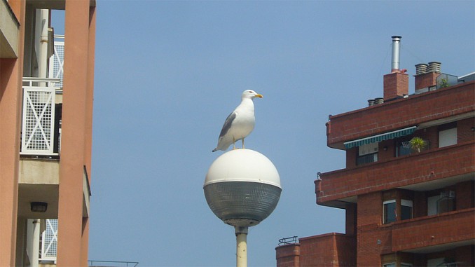 Gaviota sobre farola (Castro Urdiales)