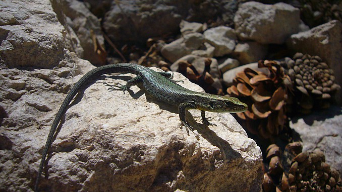 Lagartija en el nacimiento del Guadalquivir