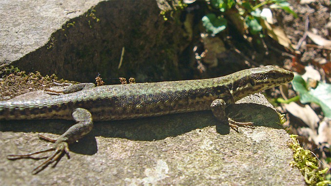 Lagartija en Zugarramurdi