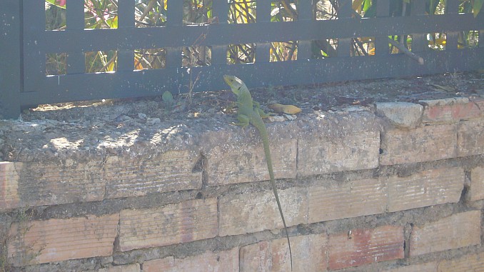 Lagarto verde