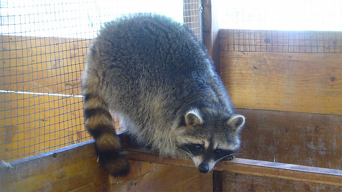 Mapache