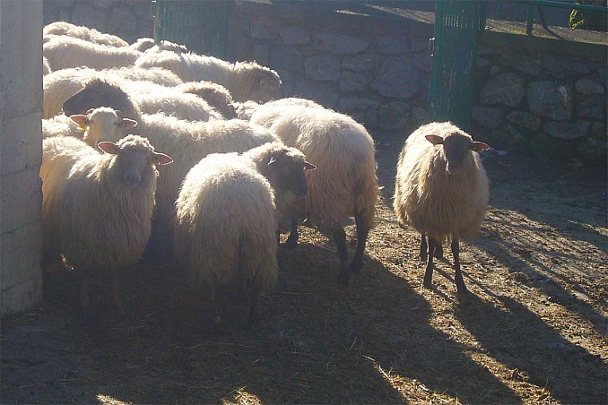 Ovejas latxas
