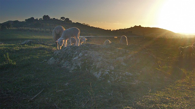 Ovejas merinas