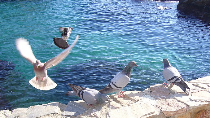 palomas junto al mar