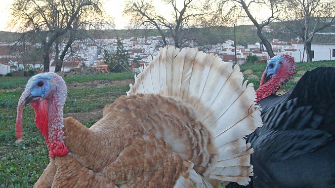 Pareja de pavos