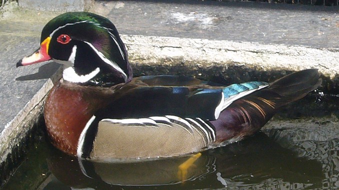 Pato chino