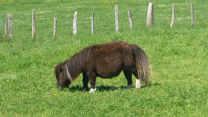 Poni vasco (Pottoka) en Zugarramurdi
