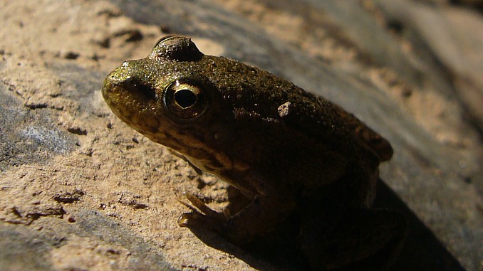 Rana