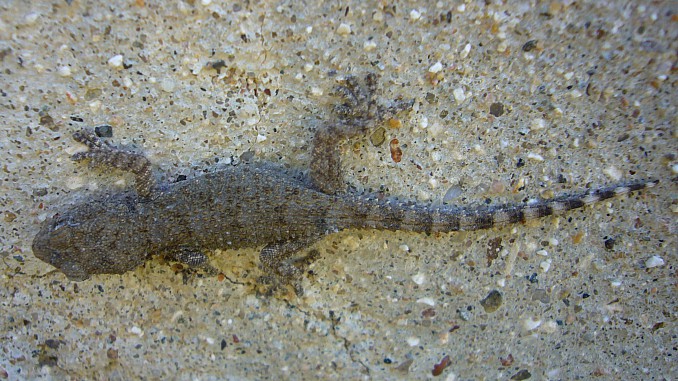 Salamanquesa