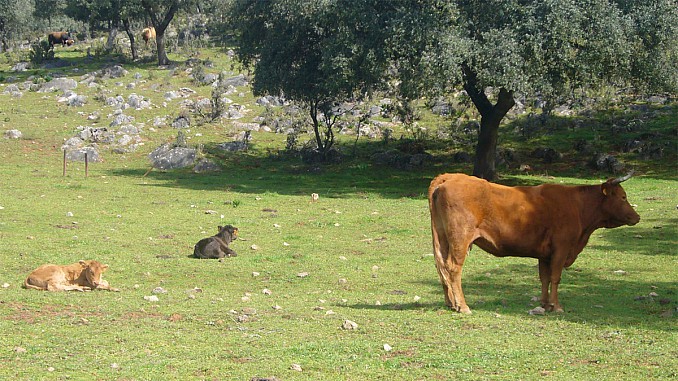 Terneros al sol