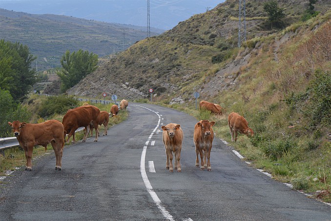 Vacas en el camino
