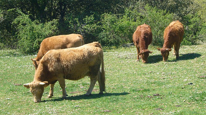 Vacas pastando