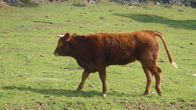 Vaquilla marrón
