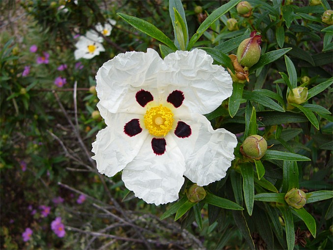 Jara pringosa (Cistus ladanifer)