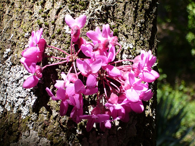 Cercis siliquastrum