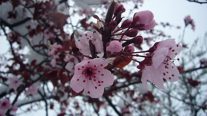 Almendro en flor nevado
