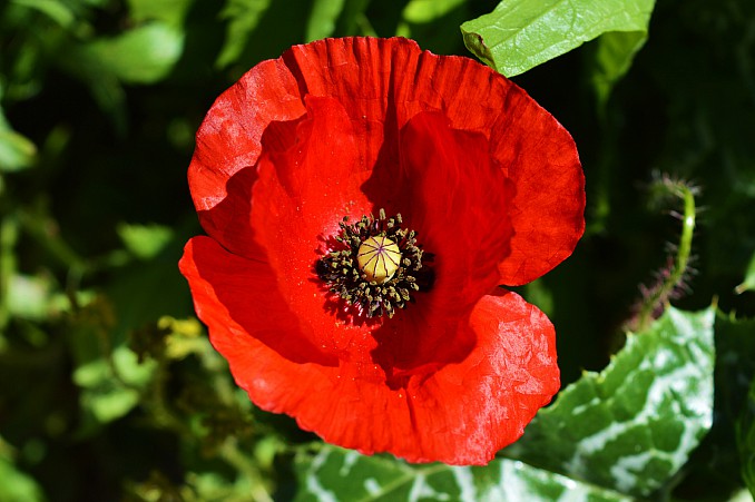 Amapola roja (Papaver rhoeas)