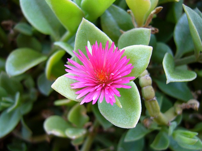 Aptenia cordifolia