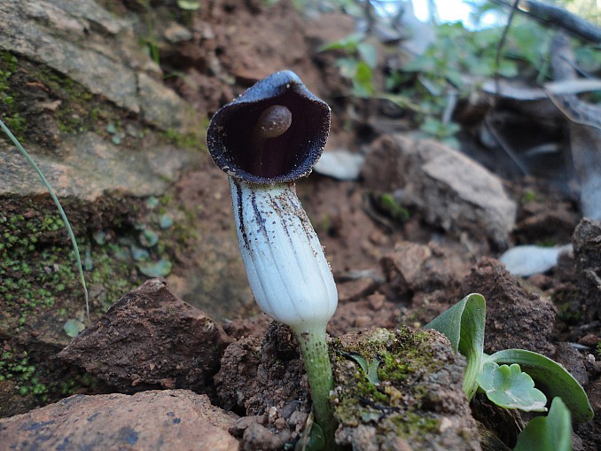 Arisarum simorrhinum