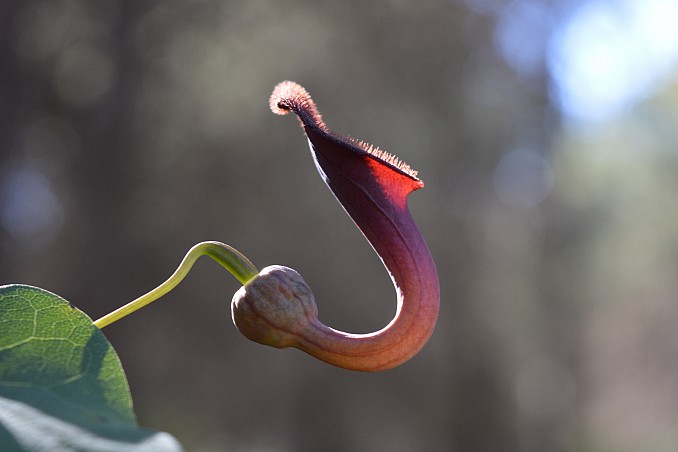 Aristolochia baetica