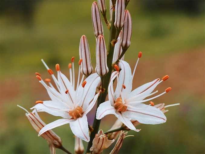 Asphodelus albus