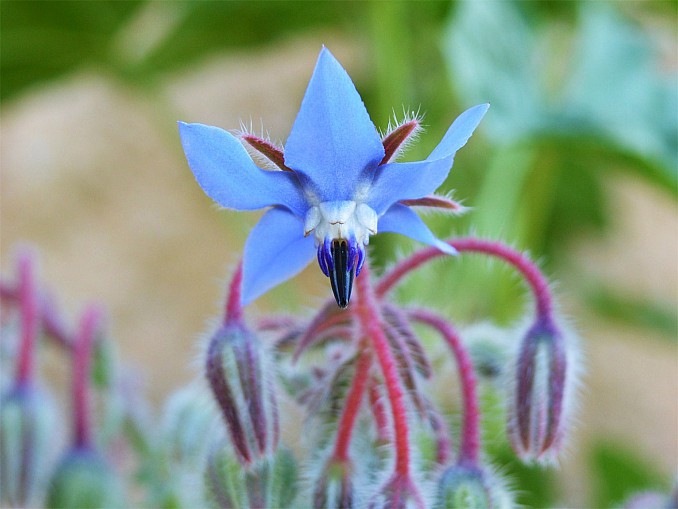 Borago officinalis