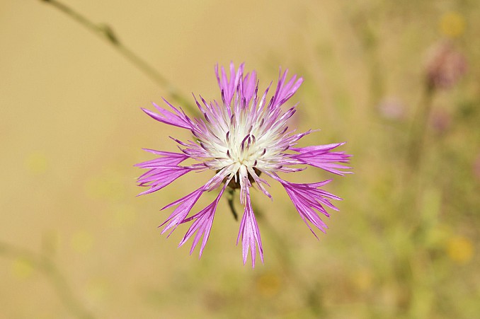 Centaurea aspera