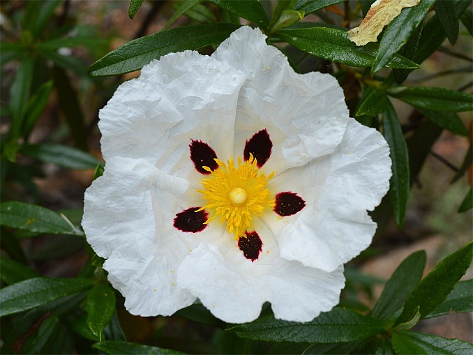 Cistus ladanifer morado