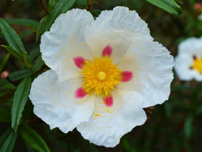 Cistus ladanifer rosa