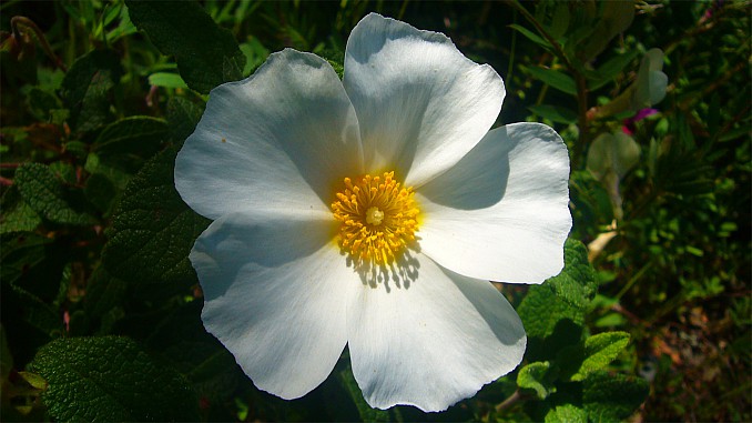 Cistus laurifolius