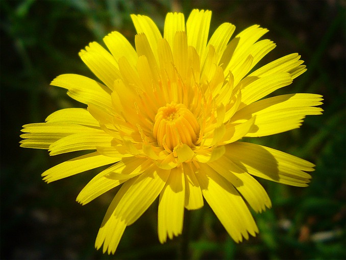 Crepis vesicaria