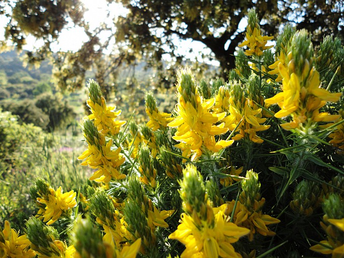 Genista hirsuta (2)