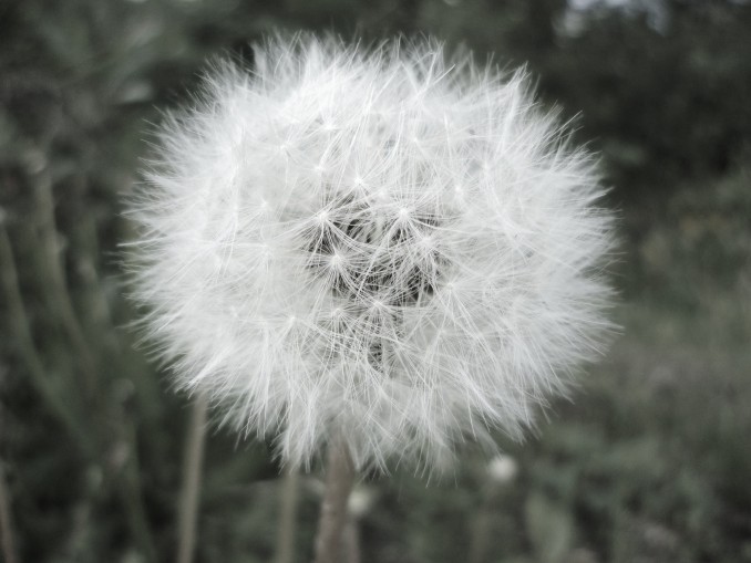 Diente de león (2)