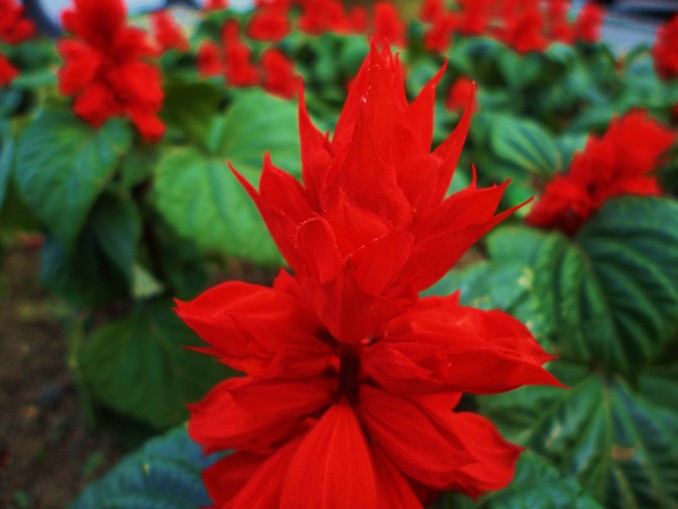 Celosía plumosa roja