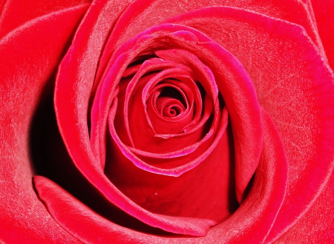 Interior de rosa roja