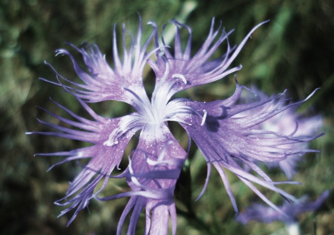 Dianthus hyssopifolius