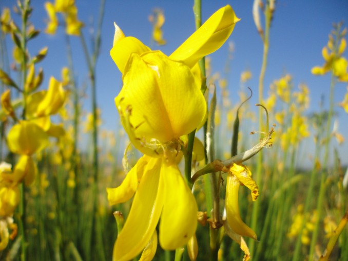 Flor de Cytisus sp