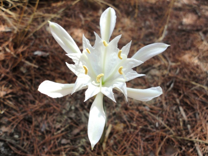 Pancratium maritimum o lirio de mar