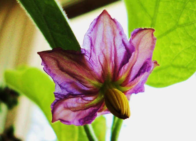 Flor de berenjena