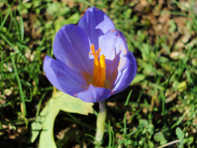 Azafrán silvestre (Crocus serotinus)