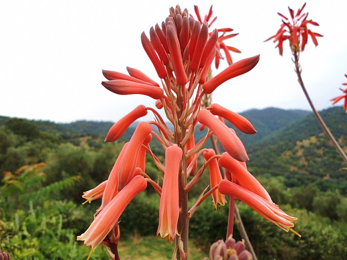 Crocosmia x crocosmiiflora