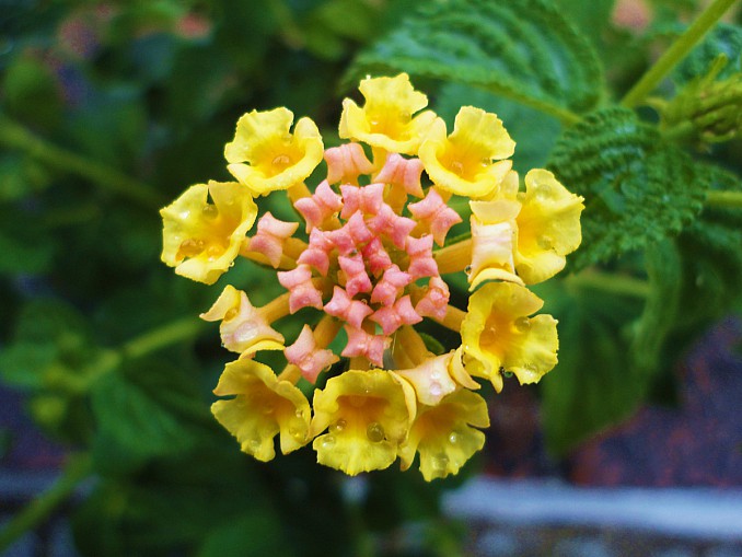 Lantana