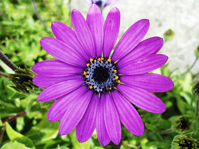 Dimorphoteca morada